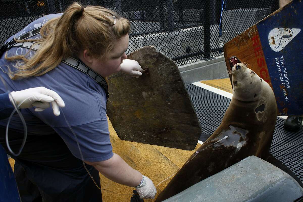 convulsing-sea-lions-along-coast-may-hold-clues-to-epilepsy