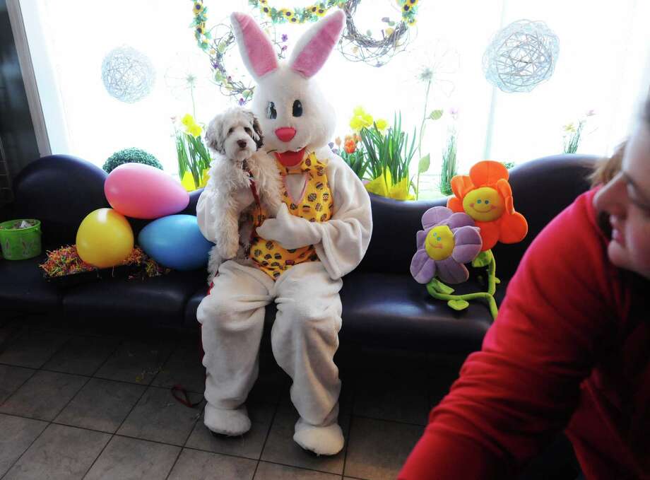 Photos Pets with the Easter Bunny Times Union