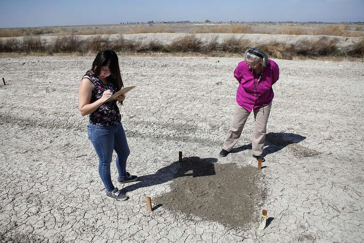 As part of a Alpaugh High School biology class project, 10th grader Alondra Bernal, left, marks down data while checking on a plot where students have planted native plants as substitute teacher Mrs. Atwell looks on at the Atwell Island Sanctuary in Alpaugh, CA, Thursday, March 20, 2014. Farmer Jack Mitchell has sold about 2000 acres of his ranch to the Atwell Island Sanctuary which, through the Bureau of Land Management, is turning former farm land in the San Joaquin Valley back to it's natural pre-agraculture state.