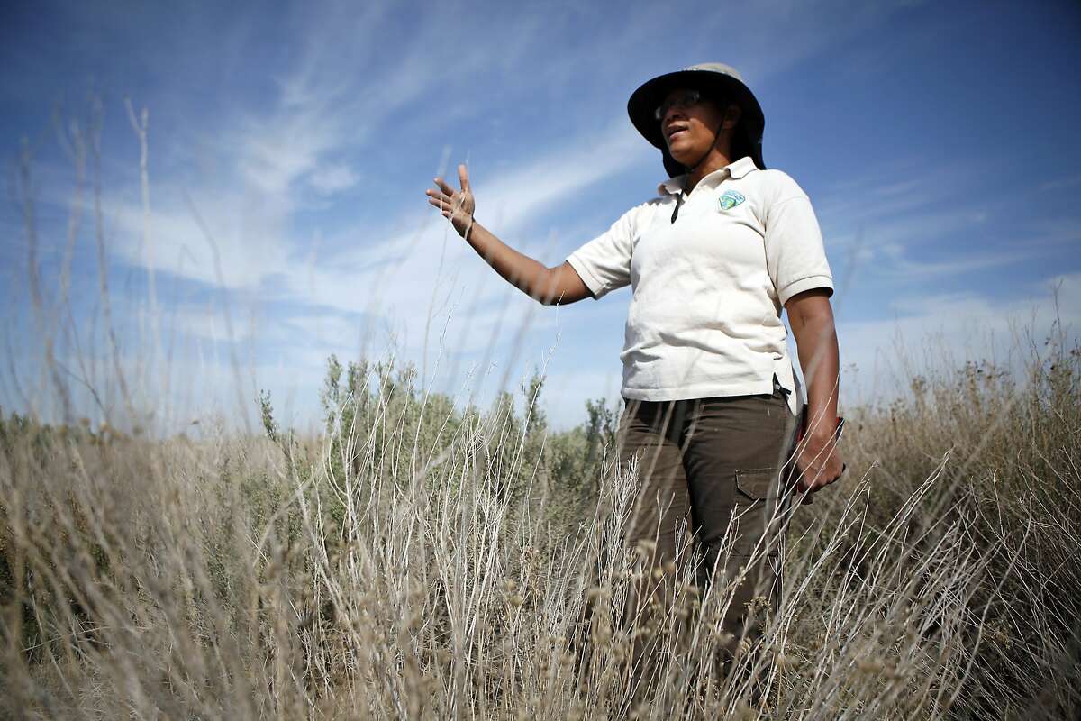 Site manager Jihadda Govan talks about how native plants are doing as they grow in fields that were sold by local rancher Jack Mitchell to the Atwell Island Sanctuary in Alpaugh, CA, Thursday, March 20, 2014. Farmer Jack Mitchell has sold about 2000 acres of his ranch to the Atwell Island Sanctuary which, through the Bureau of Land Management, is turning former farm land in the San Joaquin Valley back to it's natural pre-agraculture state.