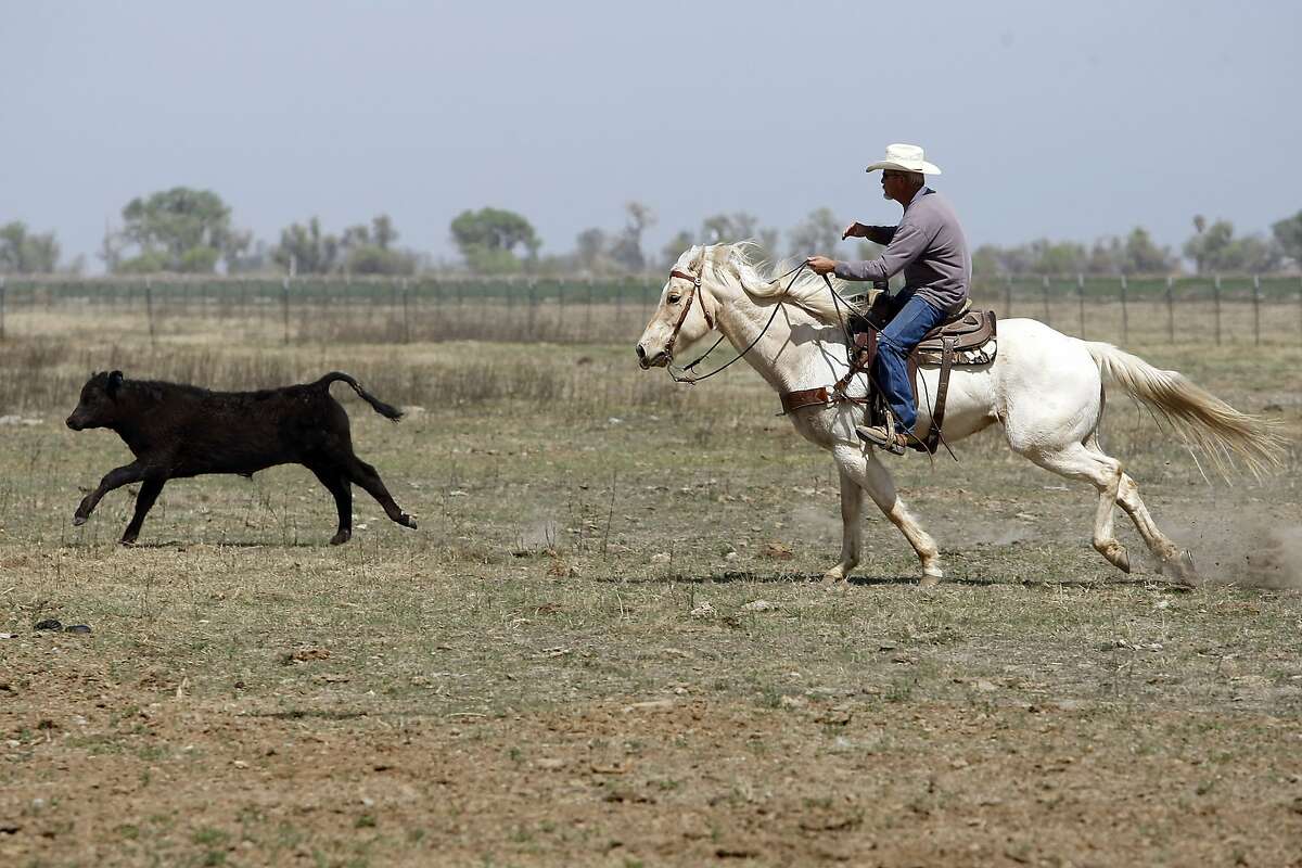 Mike Clark chases down a calf while rounding up cattle to be moved to another pasture at Jack Mitchell' s ranch in Alpaugh, CA, Thursday, March 20, 2014. Farmer Jack Mitchell has sold about 2000 acres of his ranch to the Atwell Island Sanctuary which, through the Bureau of Land Management, is turning former farm land in the San Joaquin Valley back to it's natural pre-agraculture state.