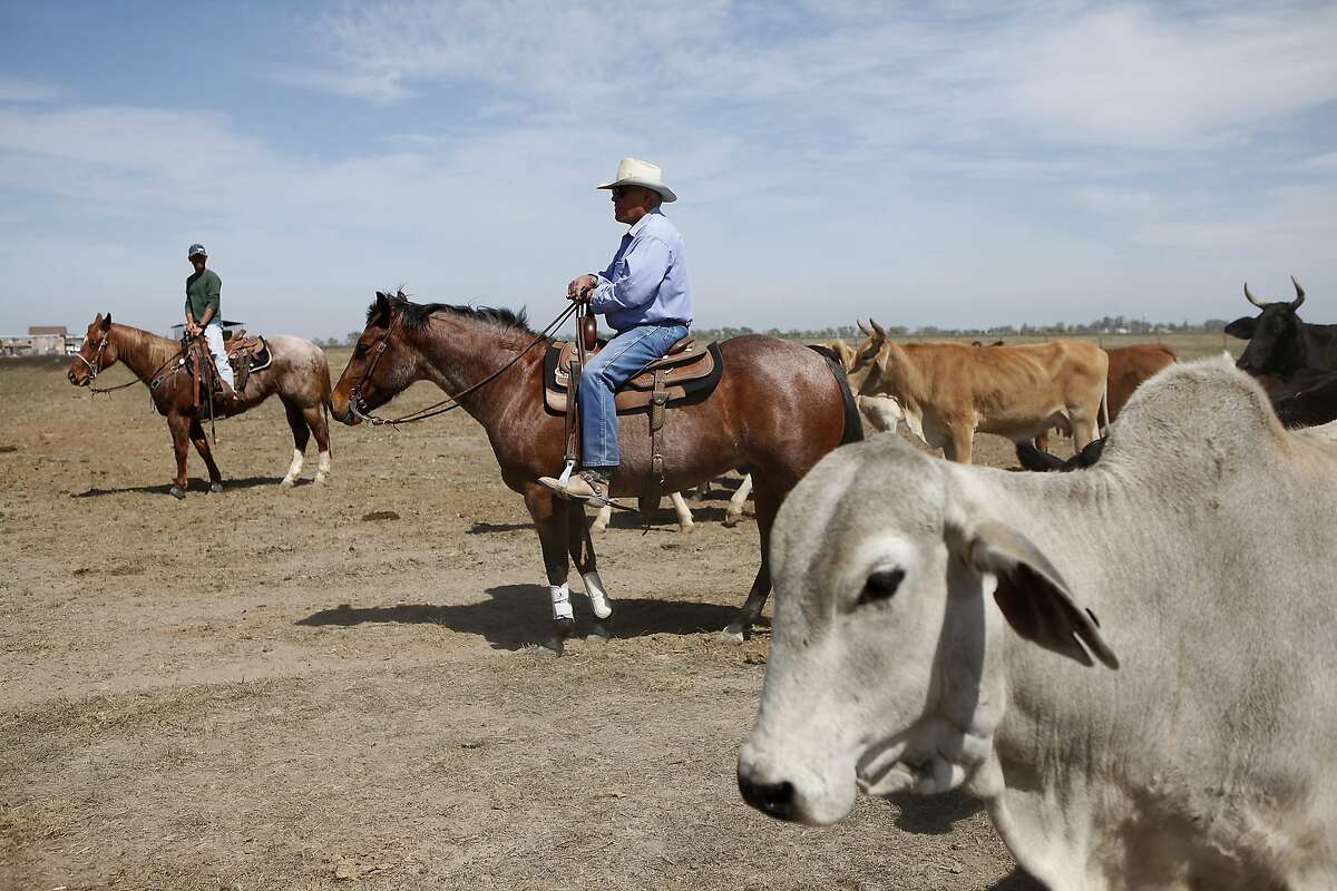 Beau Clark, left, and Jack Mitchell round up cattle to be moved to another pasture on Jack's ranch in Alpaugh, CA, Thursday, March 20, 2014. Farmer Jack Mitchell has sold about 2000 acres of his ranch to the Atwell Island Sanctuary which, through the Bureau of Land Management, is turning former farm land in the San Joaquin Valley back to it's natural pre-agraculture state.