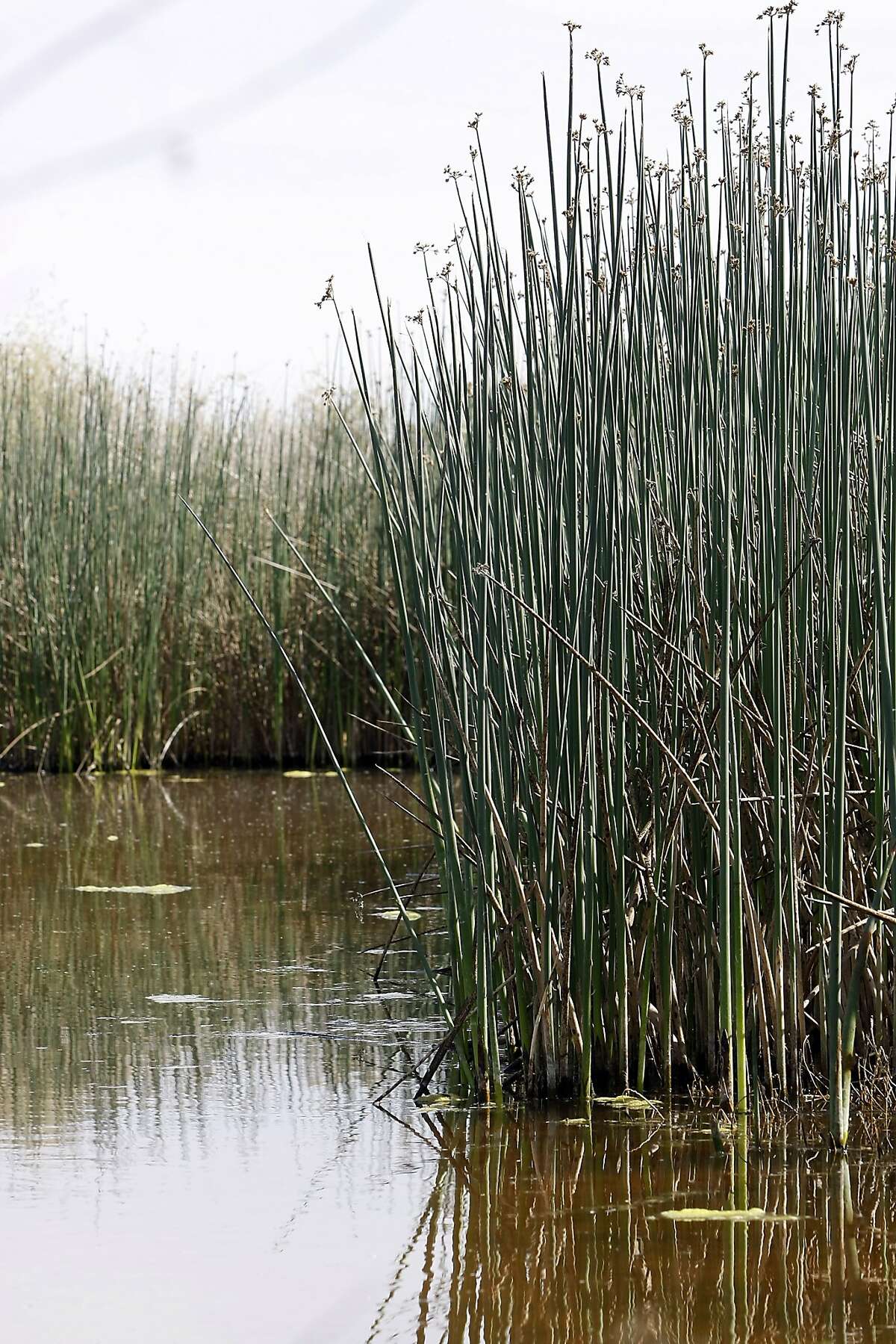 Bull Rushes are seen in the water of the wetlands at the Atwell Island Sanctuary in Alpaugh, CA, Thursday, March 20, 2014. Farmer Jack Mitchell has sold about 2000 acres of his ranch to the Atwell Island Sanctuary which, through the Bureau of Land Management, is turning former farm land in the San Joaquin Valley back to it's natural pre-agraculture state.