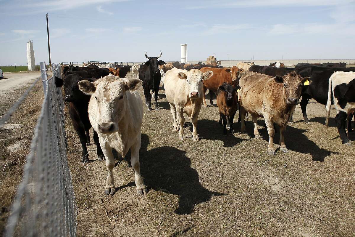 Cattle wait to be moved to a new pasture on Jack Mitchell's ranch in Alpaugh, CA, Thursday, March 20, 2014. Farmer Jack Mitchell has sold about 2000 acres of his ranch to the Atwell Island Sanctuary which, through the Bureau of Land Management, is turning former farm land in the San Joaquin Valley back to it's natural pre-agraculture state.