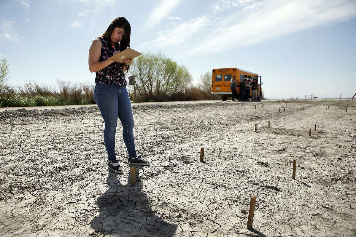 As part of a Alpaugh High School biology class project, 10th grader Alondra Bernal marks down data while checking on a plot where students have planted native plants at the Atwell Island Sanctuary in Alpaugh, CA, Thursday, March 20, 2014. Farmer Jack Mitchell has sold about 2000 acres of his ranch to the Atwell Island Sanctuary which, through the Bureau of Land Management, is turning former farm land in the San Joaquin Valley back to it's natural pre-agraculture state.