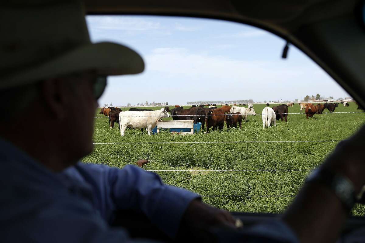 Jack Mitchell looks at cattle as they graze in a filed of alfalfa at his ranch in Alpaugh, CA, Thursday, March 20, 2014. Farmer Jack Mitchell has sold about 2000 acres of his ranch to the Atwell Island Sanctuary which, through the Bureau of Land Management, is turning former farm land in the San Joaquin Valley back to it's natural pre-agraculture state.