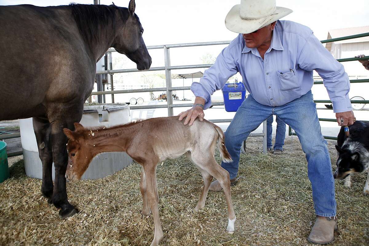 Jack Mitchell steadies a one week old colt as it tries to stand next to it's mother in a pen at his ranch in Alpaugh, CA, Thursday, March 20, 2014. Farmer Jack Mitchell has sold about 2000 acres of his ranch to the Atwell Island Sanctuary which, through the Bureau of Land Management, is turning former farm land in the San Joaquin Valley back to it's natural pre-agraculture state.