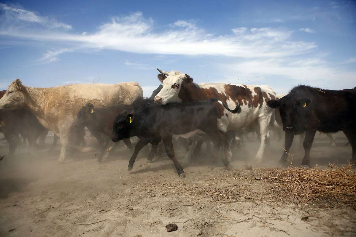 Cattle are let out of a pen as they are moved into an adjoining pasture on Jack Mitchell's ranch in Alpaugh, CA, Thursday, March 20, 2014. Farmer Jack Mitchell has sold about 2000 acres of his ranch to the Atwell Island Sanctuary which, through the Bureau of Land Management, is turning former farm land in the San Joaquin Valley back to it's natural pre-agraculture state.