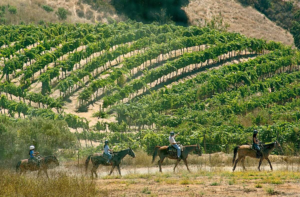 Horseback riding through the vineyards at Cooper-Garrod Farms in the foothills above Saratoga.
