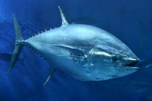 Big bluefin tuna make California comeback decades of decline