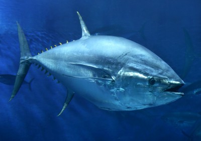 Big bluefin tuna make California comeback decades of decline - SFGate