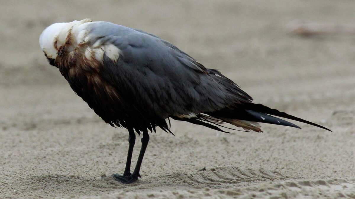 An oily gull preens its feathers Monday at the Bolivar Flats Shorebird Sanctuary.