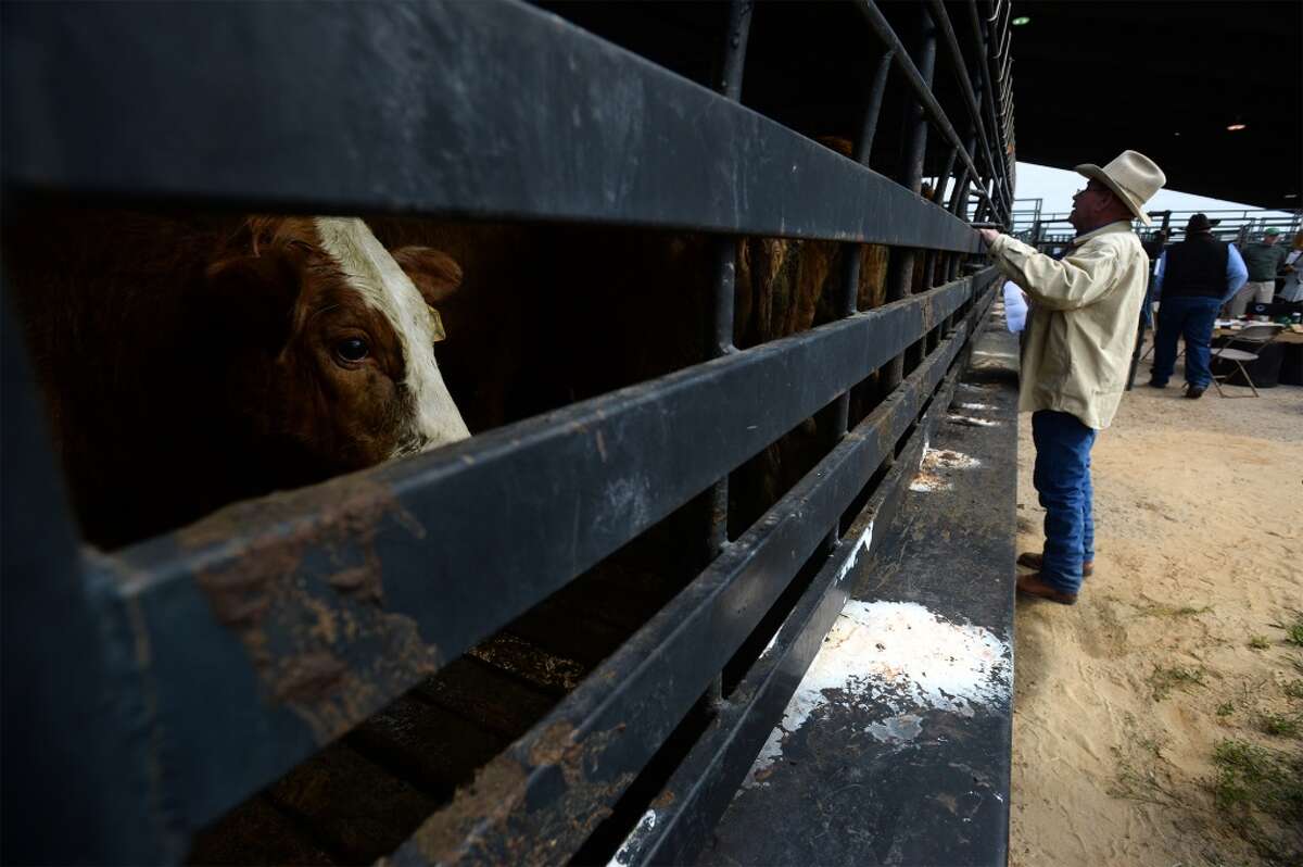 Ronnie Murrell looks, Friday, into a trailer full of cattle while planing out routes for each bovine to take through a maze of metal fencing to reach to its target pin. Over the weekend, ranchers will unload around 500 cows into the arena in preparation for auction at the South Texas State Fair. Photo taken Friday, March 14, 2014 Guiseppe Barranco/@spotnewsshooter