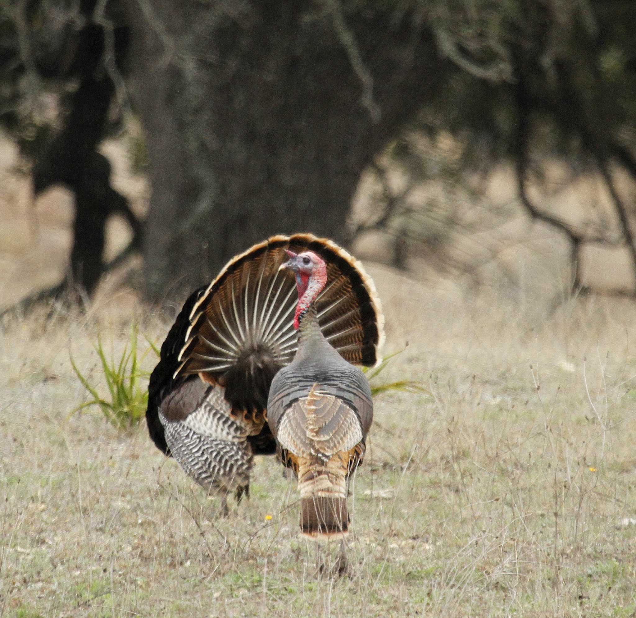 Turkeys eager to answer hunters' calls