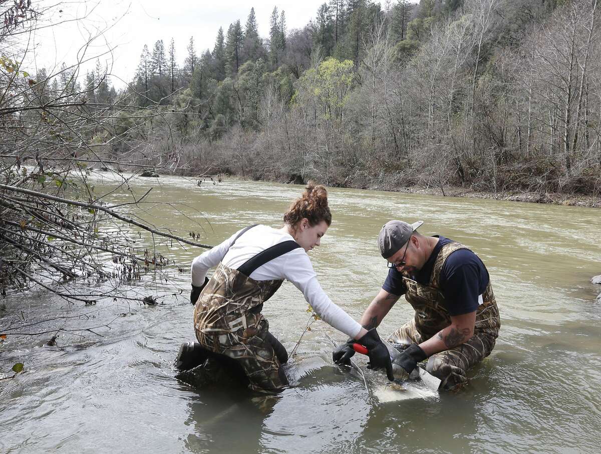 In this photo taken Tuesday, March 4, 2014 Tim Amavisca, 38, and his daughter Hailey, 15, use a sluice box that's used to trap gold flakes on a textured rubber mat as they search for gold along the Bear River near Colfax, Calif. Amavisca is among the amateur prospectors that have flocked to the Sierra Nevada foothills that, due to the historic drought, are taking advantage of the lower water levels to search for gold in riverbeds that have been unreachable for decades.(AP Photo/Rich Pedroncelli)