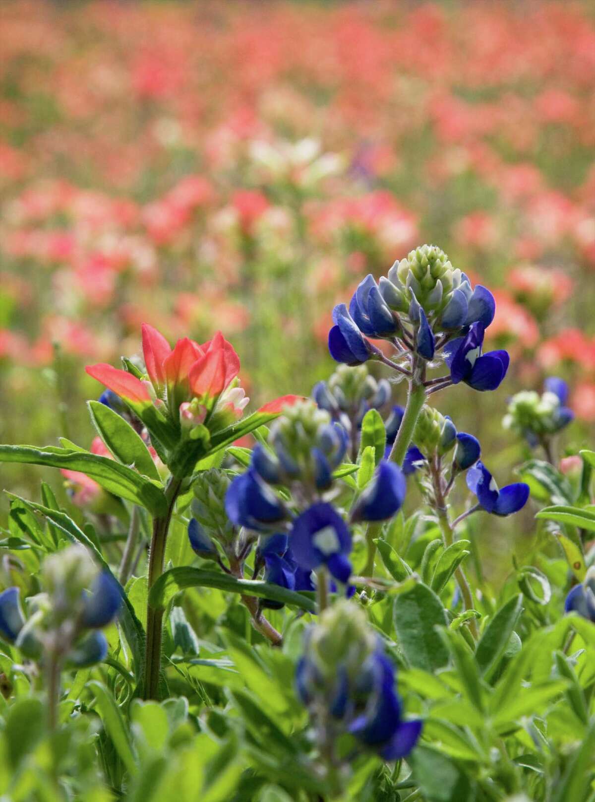 Great, but late bluebonnet season predicted