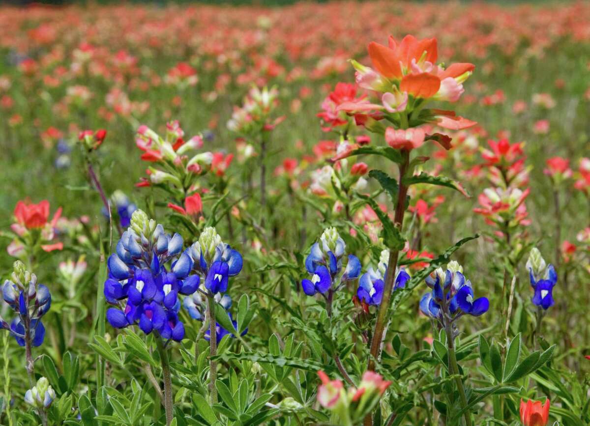 Great, But Late Bluebonnet Season Predicted