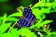 Butterflies of all hues frequent the National Butterfly Center in Mission.