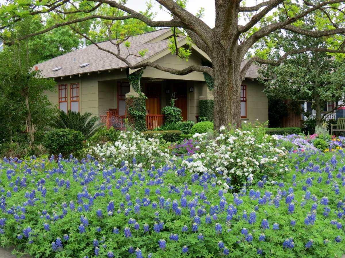 David Morello has sown his own bluebonnet heaven in his front garden.