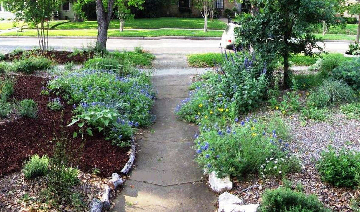 In Joan Miller's Monte Vista yard, bluebonnets bloom alongside other native plants.
