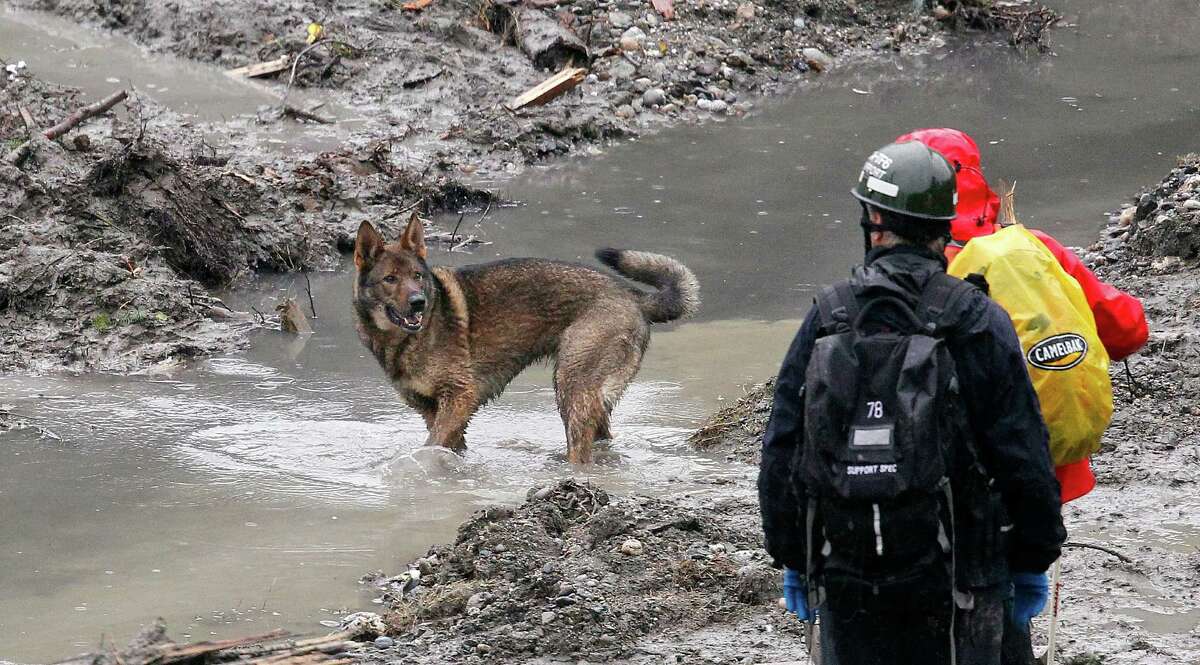 A search dog works at the deadly mudslide Saturday in Oso, Wash. Besides the victims already found, many more people are likely buried in the debris pile left from the catastrophe a week ago.