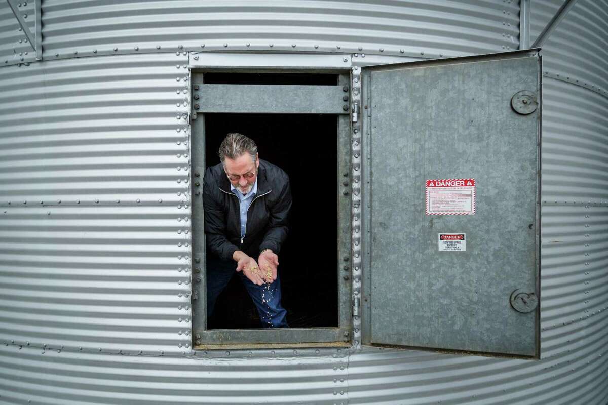 Joe Crane holds the last remains of seed rice within a storage bin at BU Growers in Bay City. The company expects to see its services drop 75 percent.