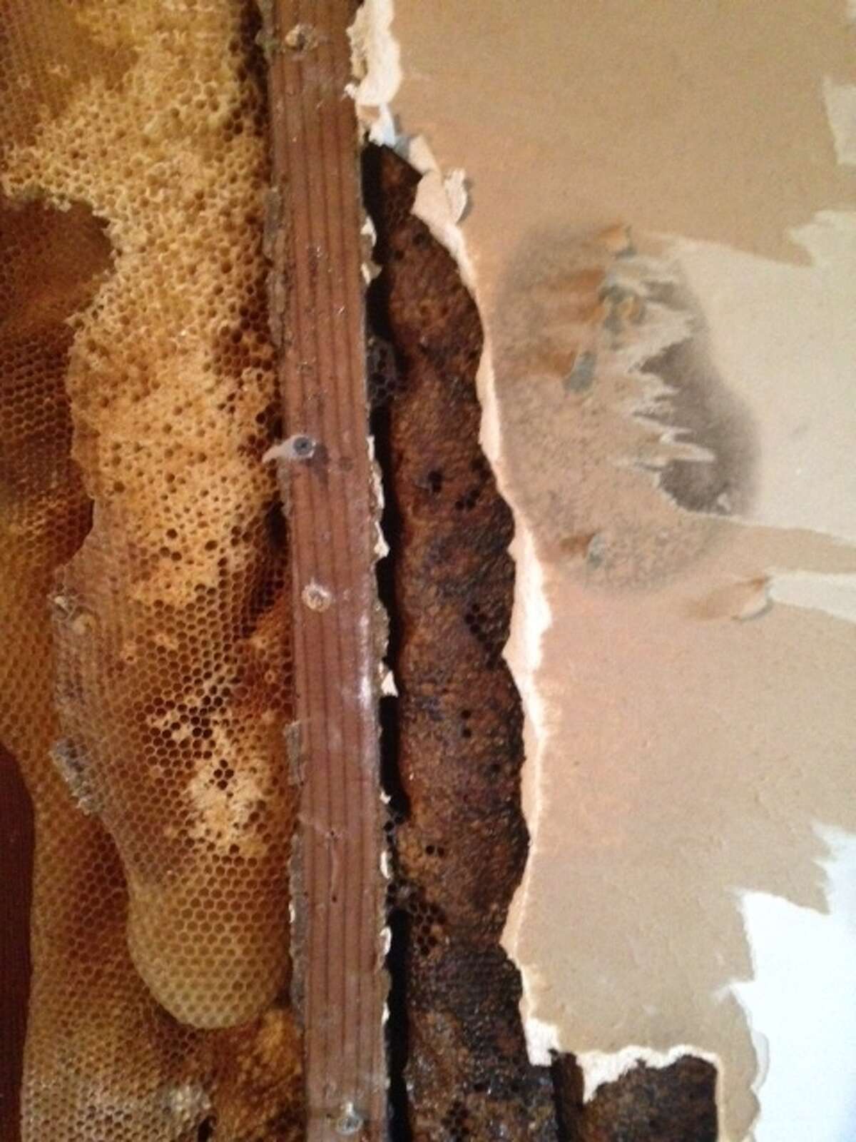 Beekeepers think the hive made be twenty feet high and contain up to 500,000 bees.