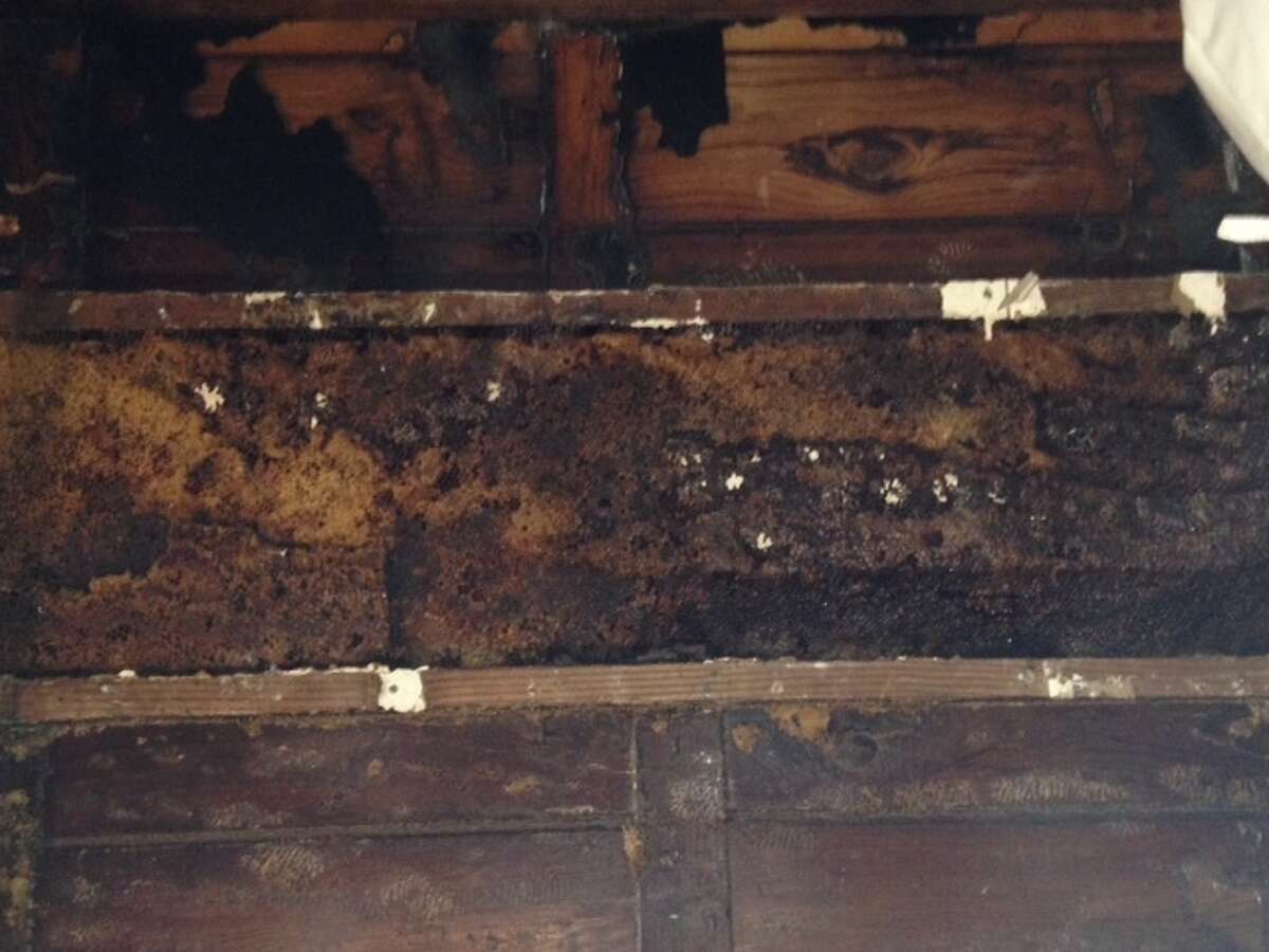 The bees had built a mammoth system of honeycomb behind dry wall at the house in Spring.