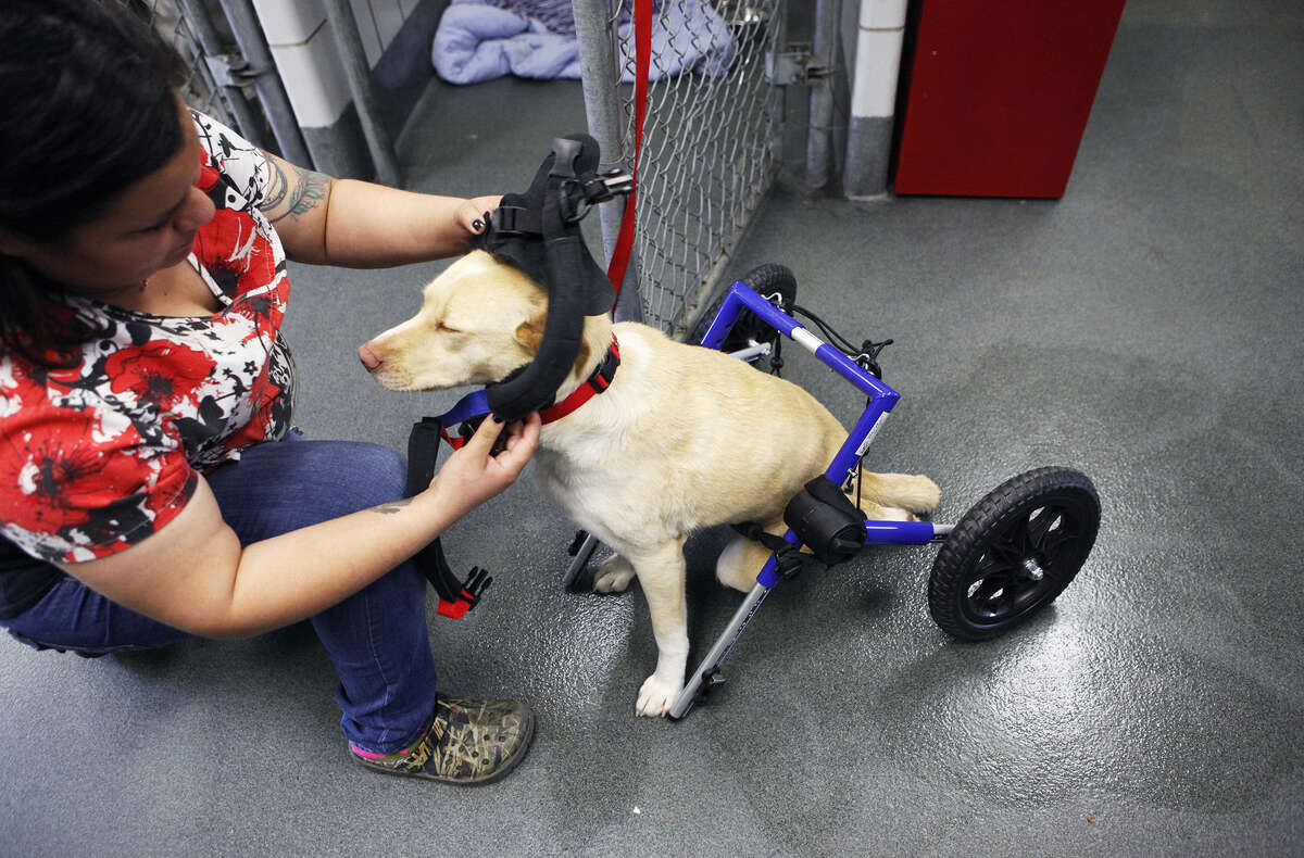 paraplegic paralyzed pooch midsection technician veterinarian