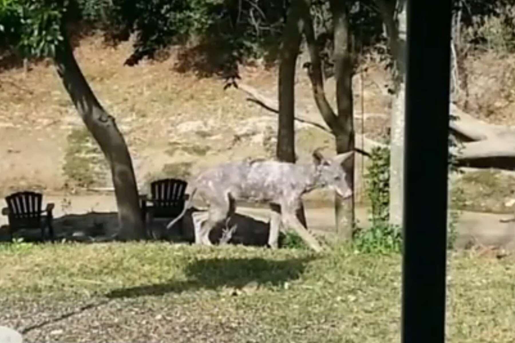 Texas Woman Claims She S Found A Chupacabra