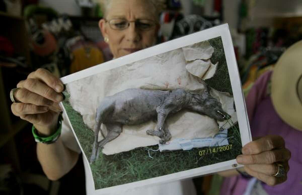 Phylis Canion holds a photo of what she thinks could be a chupacabra in Cuero, Texas. She found the strange looking animal dead outside her ranch and thinks it is responsible for killing many of her chickens.