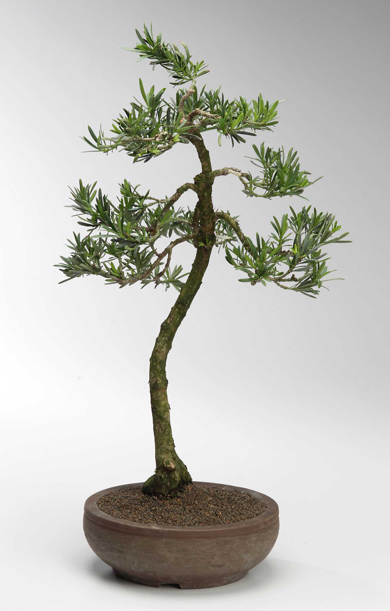 Bonsai creates a gardening illusion