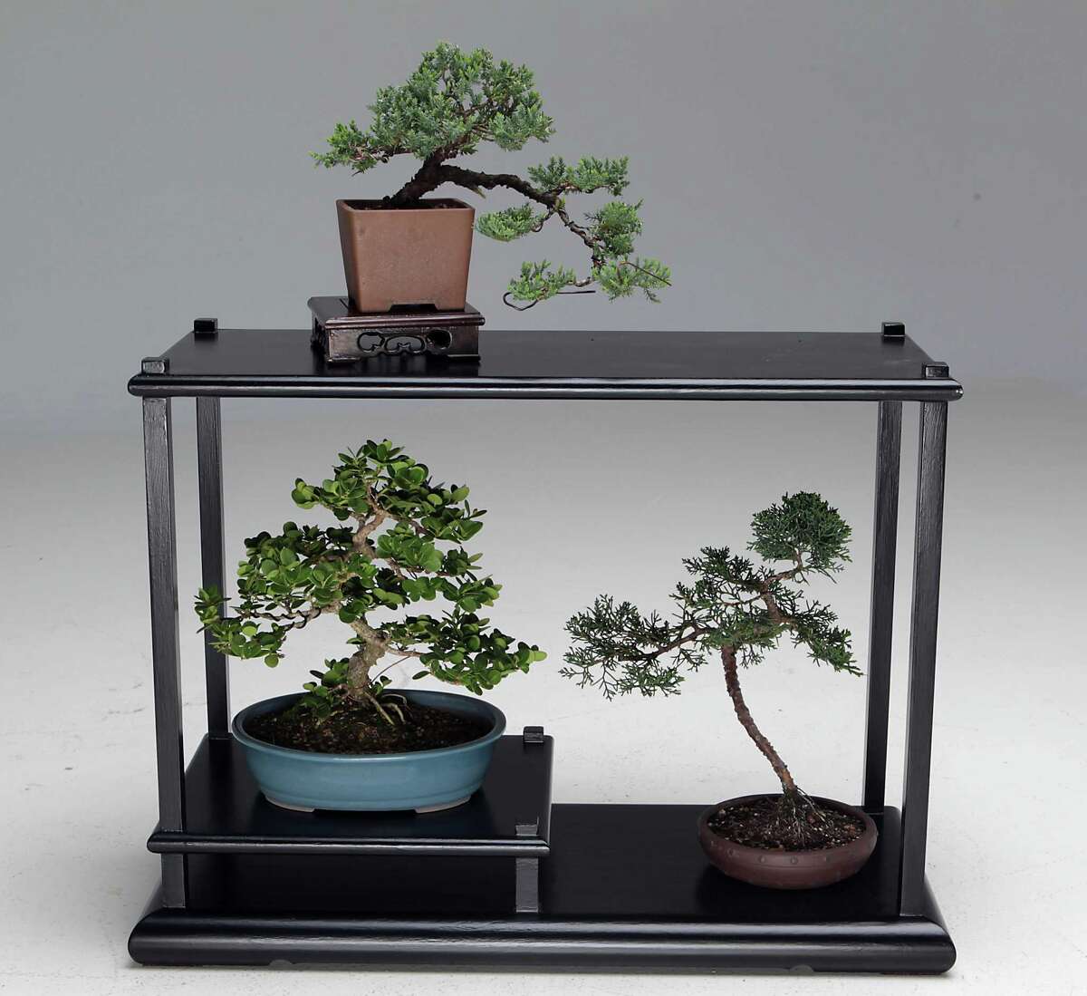 Bonsai creates a gardening illusion