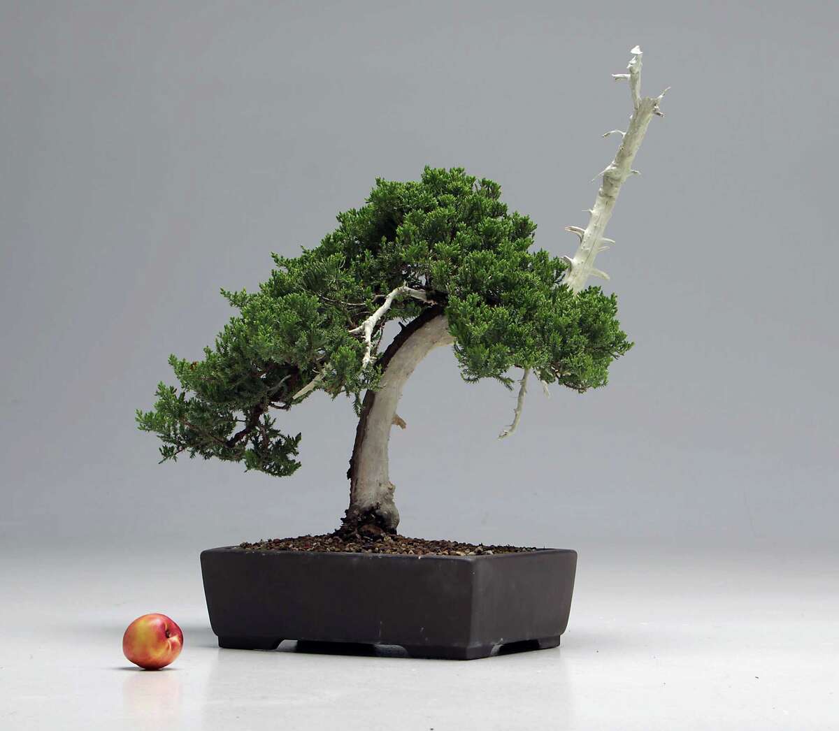 Bonsai creates a gardening illusion