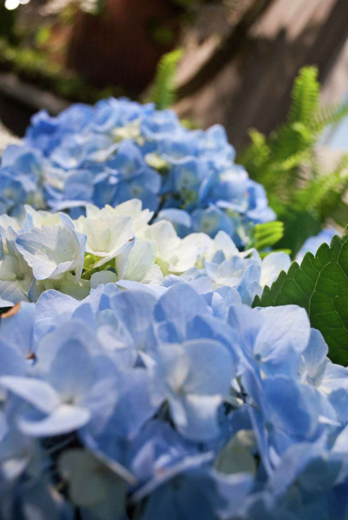 Nielsen's Florist and Garden Shop in Darien held a flower show to celebrate their 70 year anniversary of being in business from April 4-6.