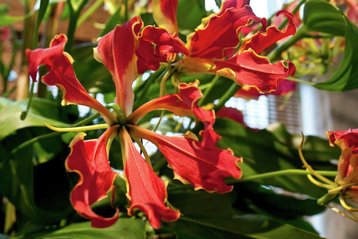 Nielsen's Florist and Garden Shop in Darien held a flower show to celebrate their 70 year anniversary of being in business from April 4-6.