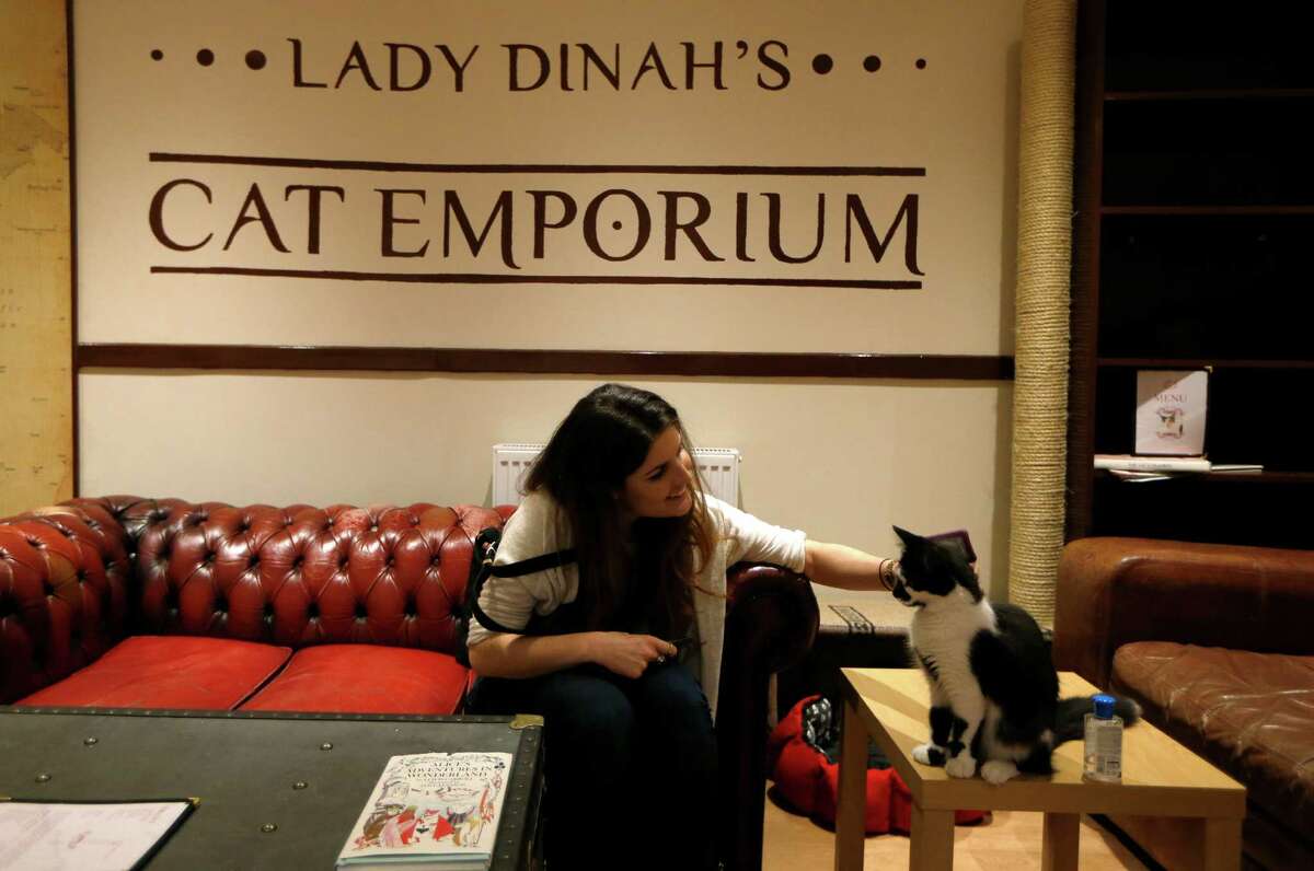 Dear cat lovers Cat cafe opens in London