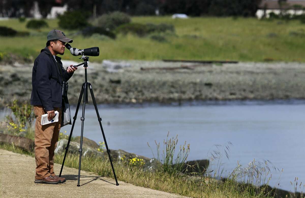 Birdwatcher Carlo Arreglo observes shorebird activity at Heron's Head Park in San Francisco, Calif. on Thursday, April 3, 2014.