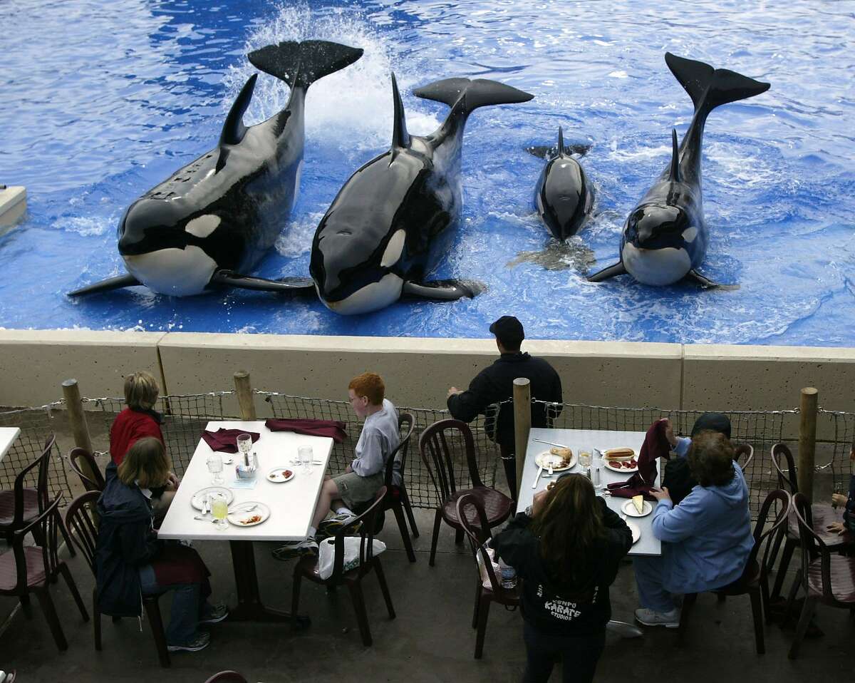 Seaworld Killer Whale Ban Elicits Heated Debate