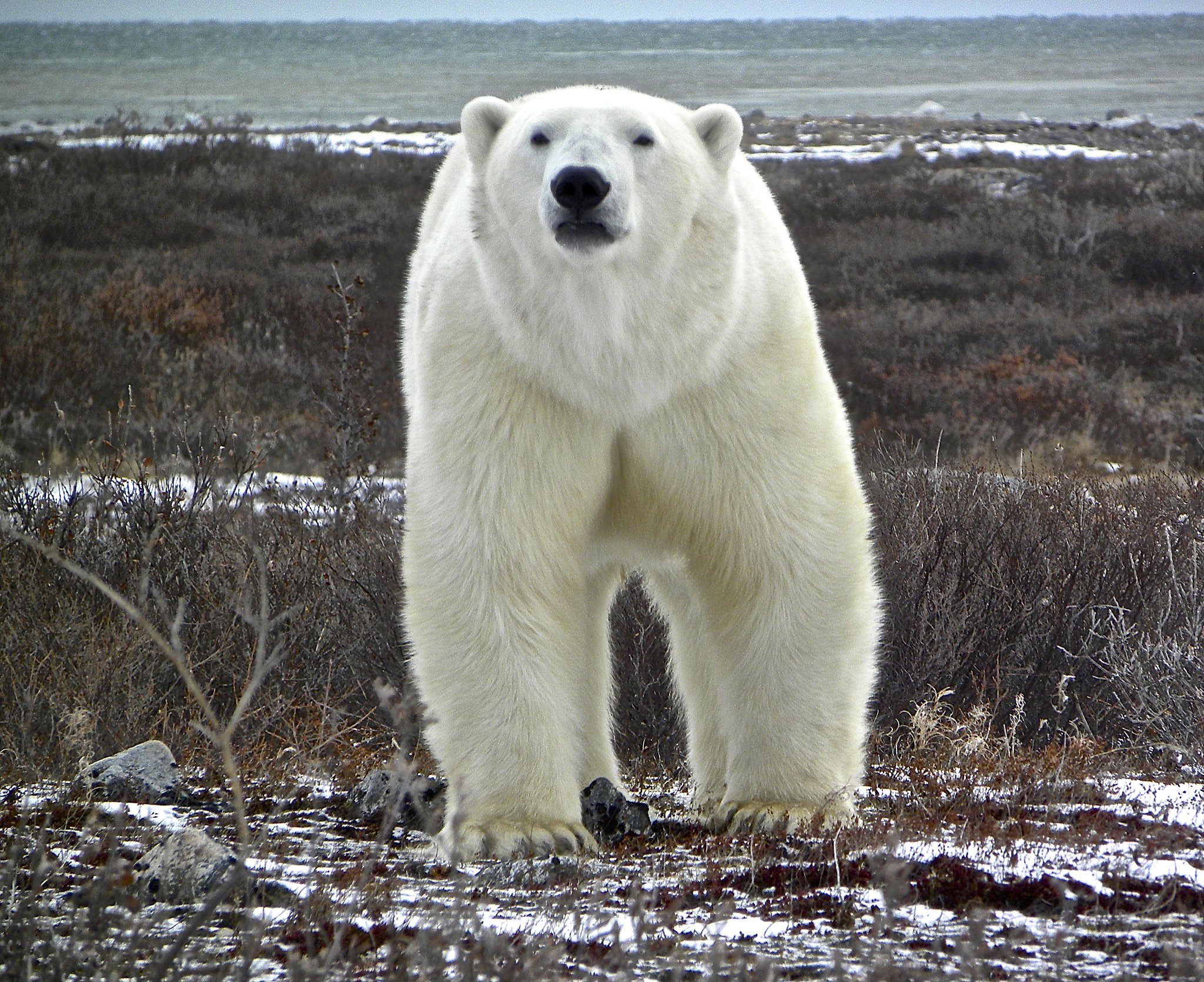 Manitoba lodge redefines up-close polar bear encounters