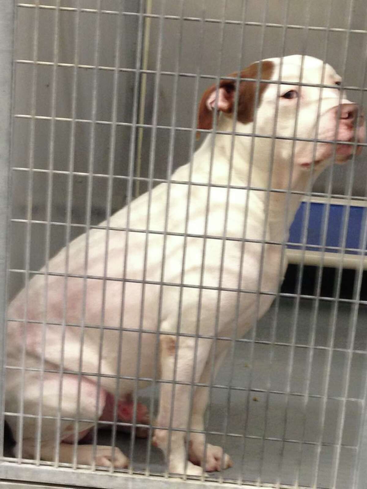 Gus has been held at Montgomery County Animal Control Shelter since the attack in February last year.
