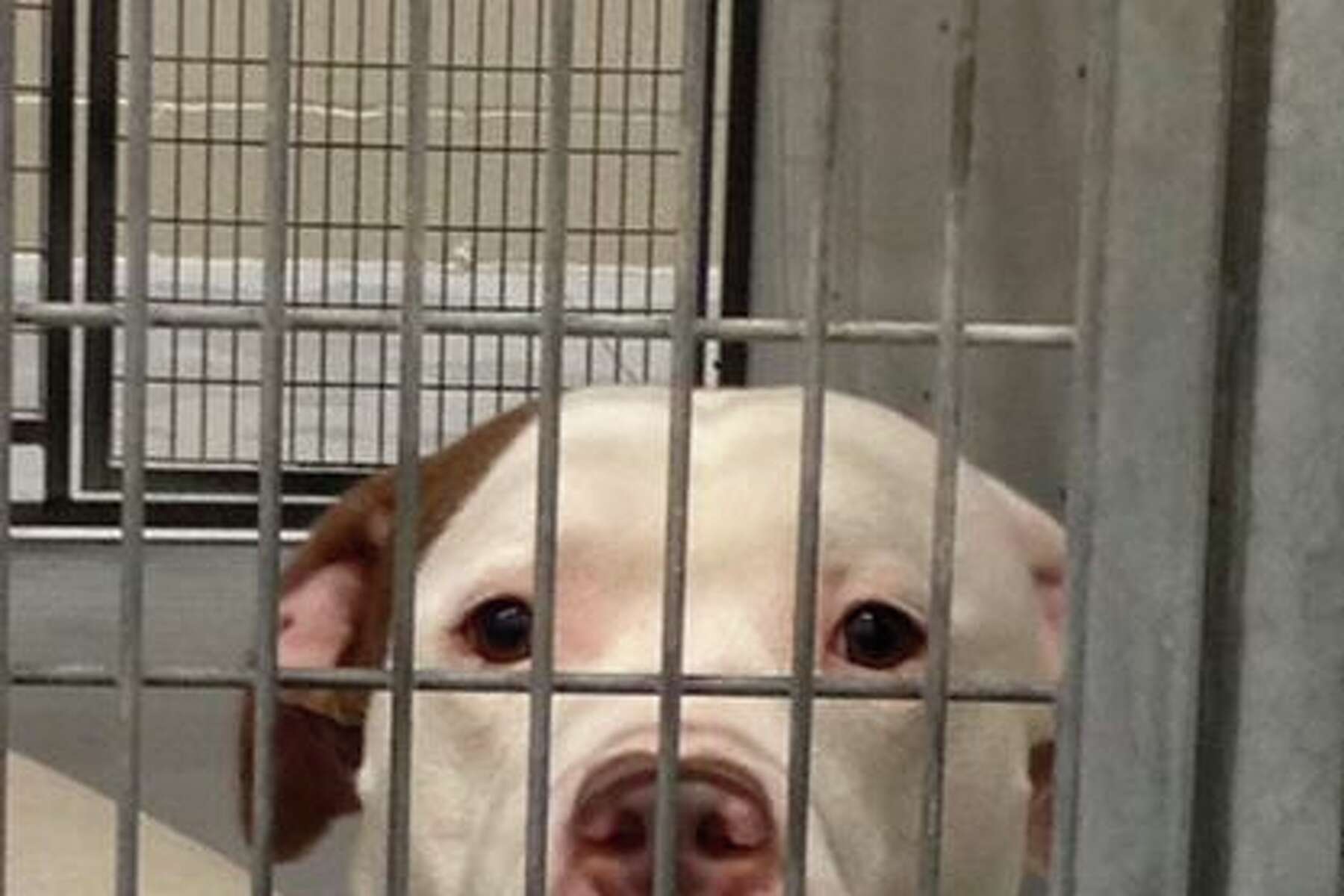cesar millan dog crate