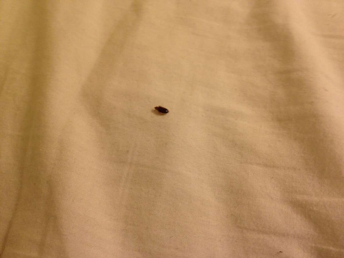 Bed bugs bite man in San Antonio motel