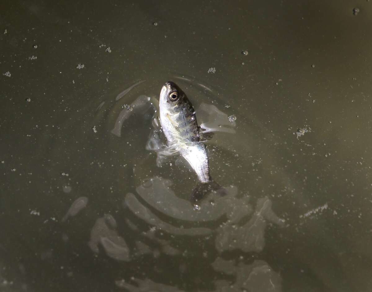 A chinook salmon smolt swims in a holding tank on the Merva W fishing boat in Rio Vista, Calif. on Tuesday, April 8, 2014, before it's released into the bay near Tiburon by state fish and game officials.