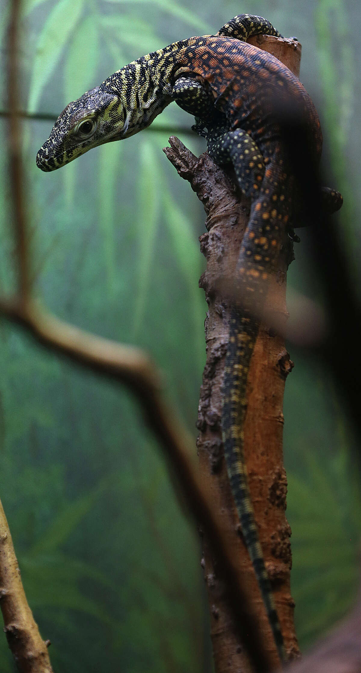 Reptile Expo San Antonio 2023 - 05uwpur