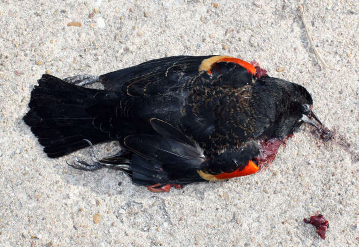 Dead birds The mysterious death of 2,000 red-winged blackbirds in small-town Arkansas cannot be attributed to illness or poisoning, which has some questioning the divine, especially after hundreds more were found dead in Louisiana. Don't worry, Kirk Cameron's on it.