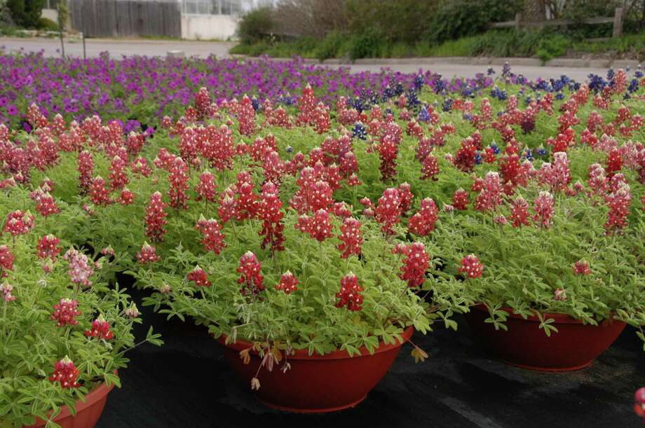 UT suspects sabotage after A&Mcreated maroon flowers pop up near tower