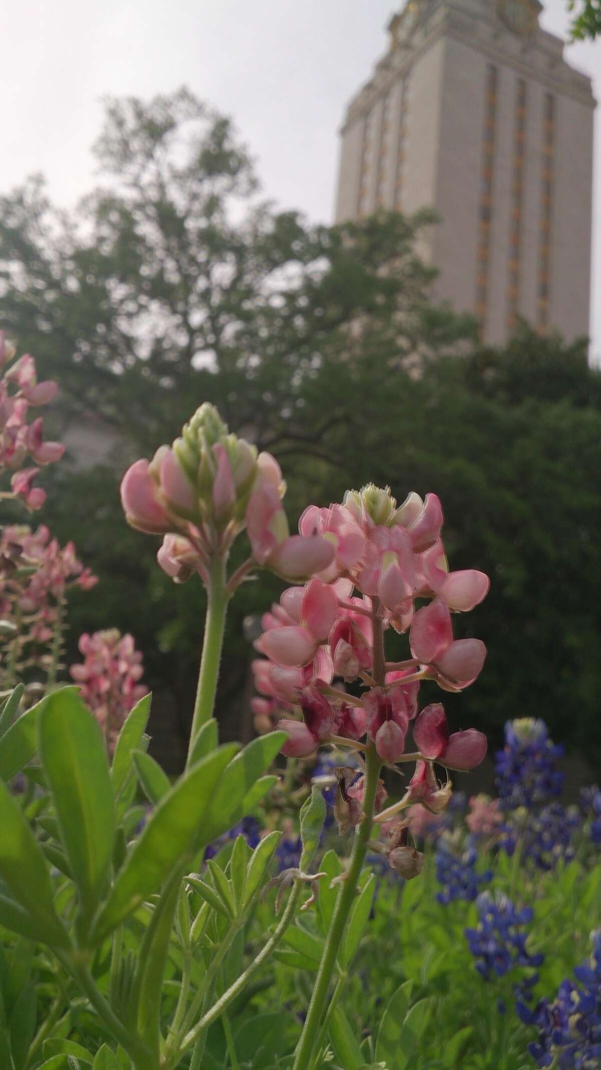 The suspicious bluebonnets started to fade at The University of Texas at Austin.  
