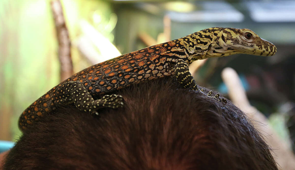 Baby Komodo dragon debuts at San Antonio Zoo