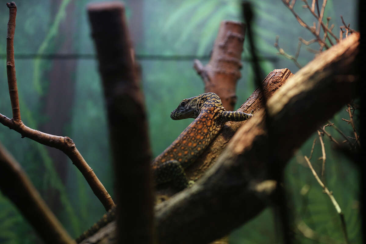 Baby Komodo dragon debuts at San Antonio Zoo